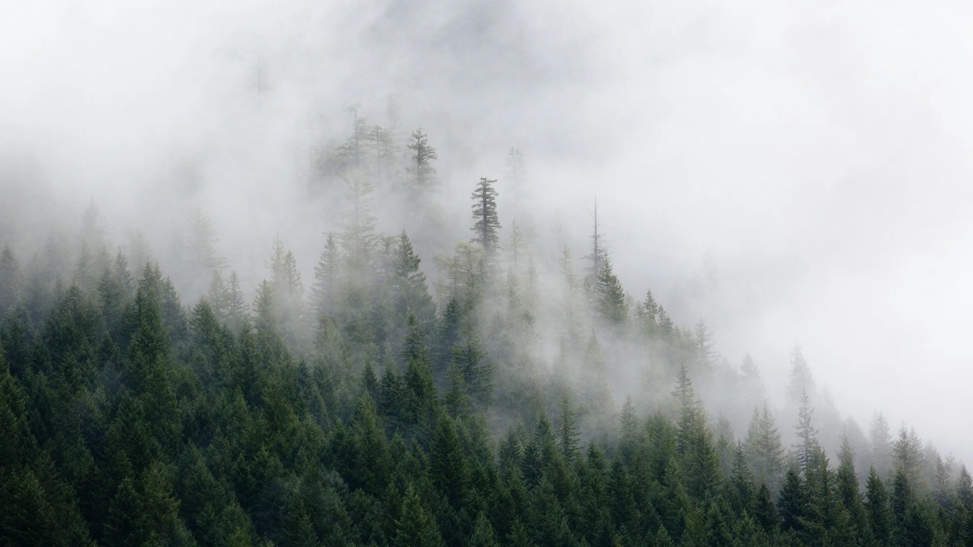 Mist tussen naaldbomen in de Pacific Northwest bij North Bend
