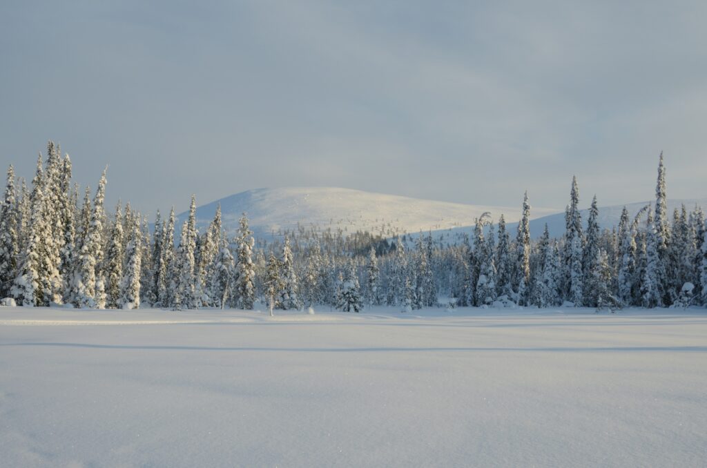 Besneeuwde vlakte in Finland