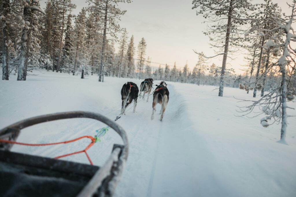 Huskyteam tijdens een sledetocht door de sneeuw in Finland