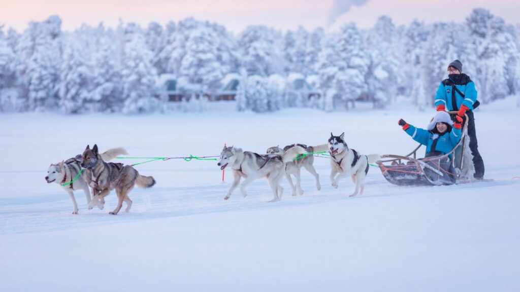 huskysafari in inari kosten
