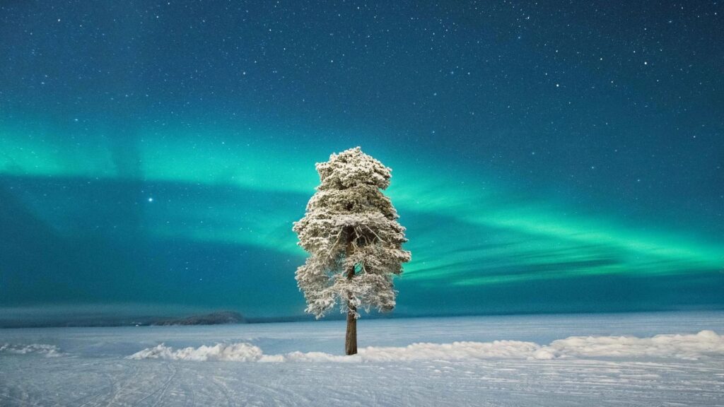 Noorderlicht achter een boom in een donker winterlandschap