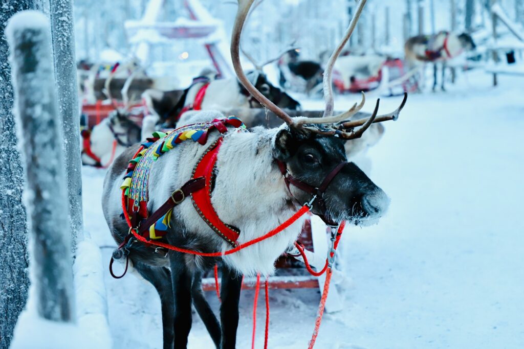 een rendier in finland