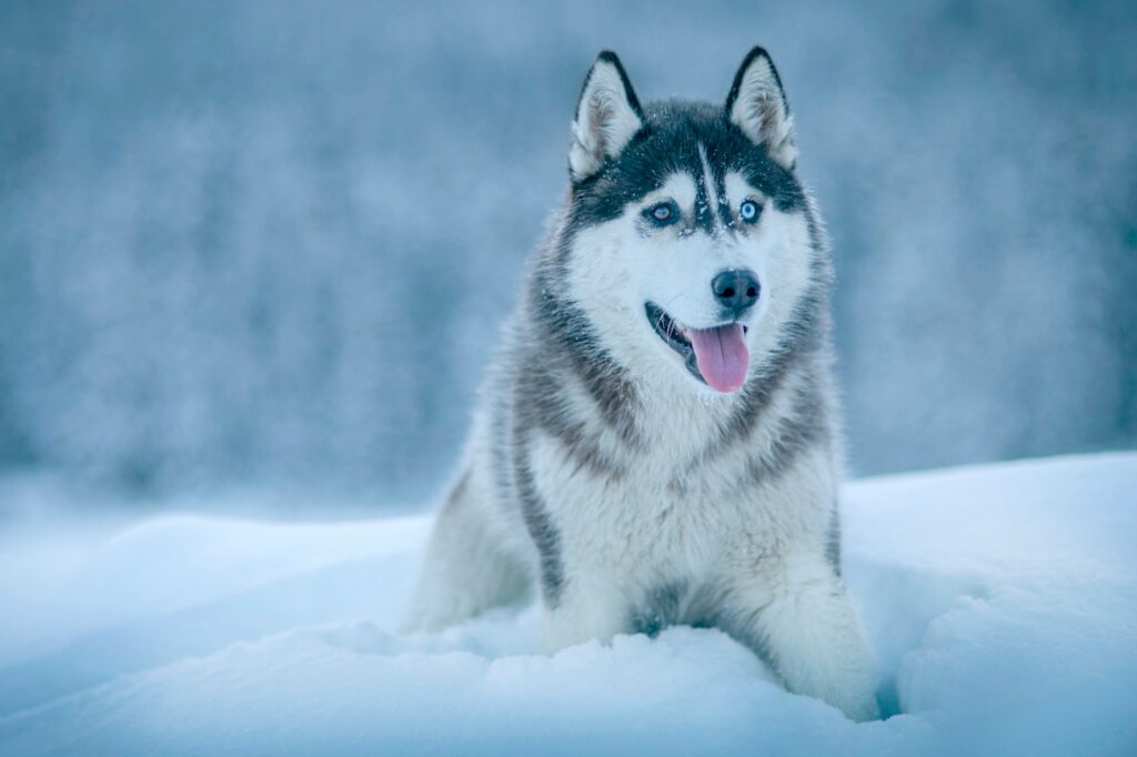 verantwoorde husky tours