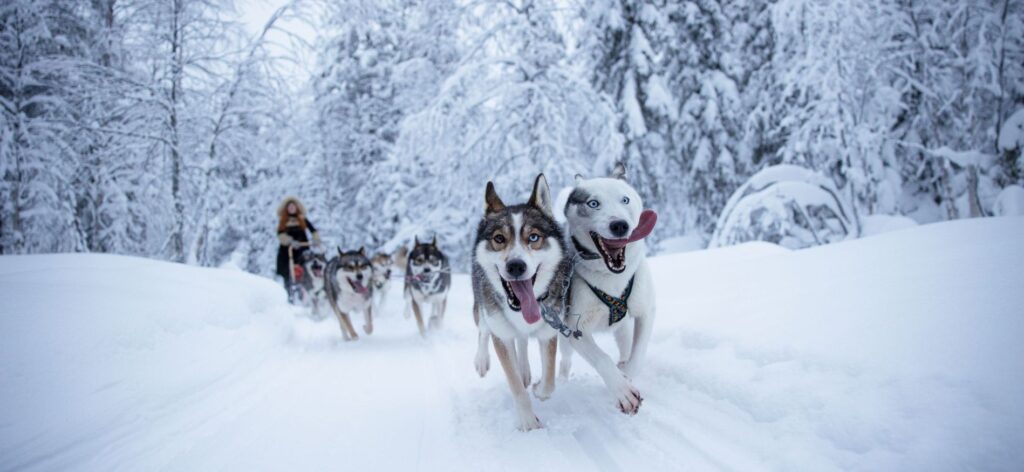 Winterlandschap tijdens Husky- en sneeuwavontuur Salla