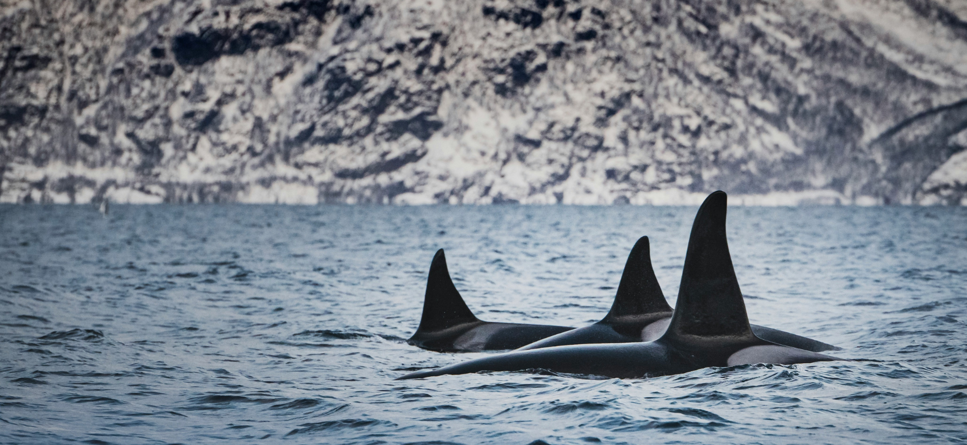 Winterlandschap tijdens Midweek walvis en noorderlicht spotten
