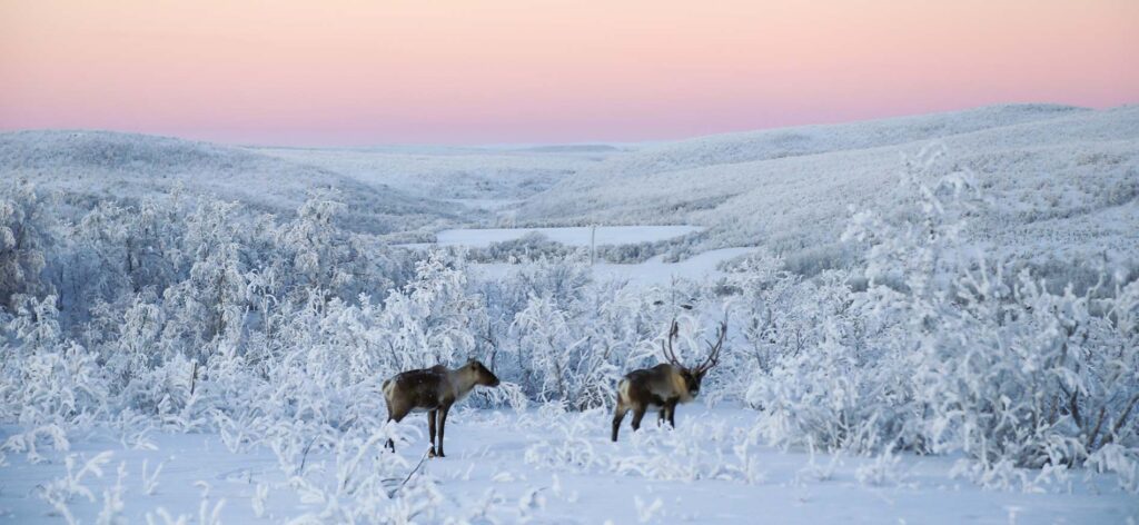 Winterlandschap tijdens Nuorgam Lodge