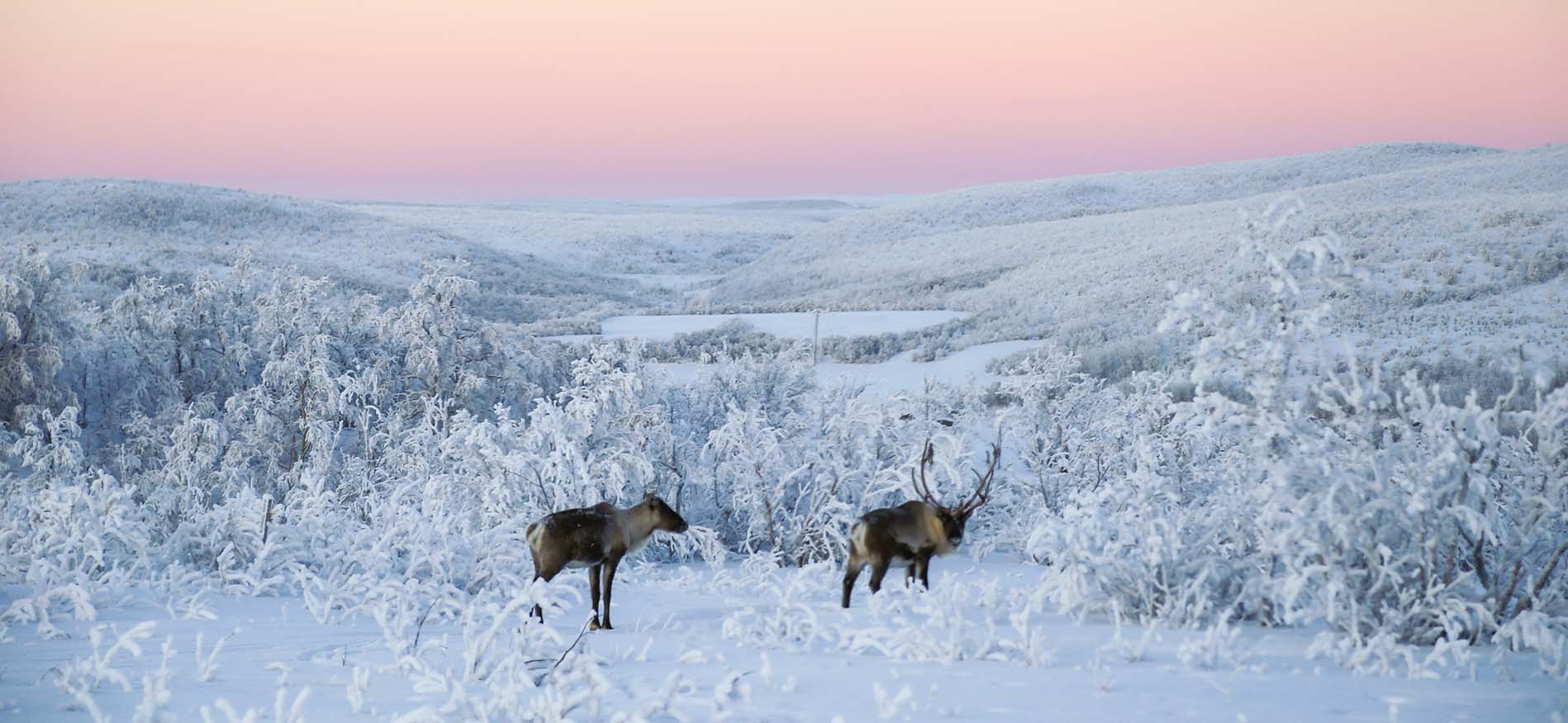 Winterlandschap tijdens Nuorgam Lodge