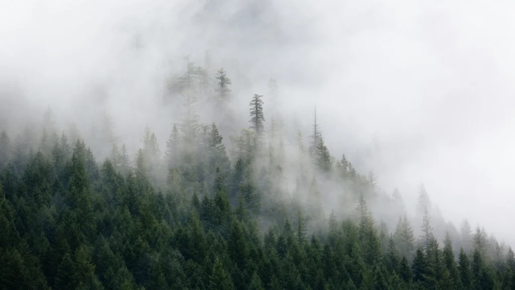 Lage mist tussen dichtbegroeide naaldbomen in de Pacific Northwest