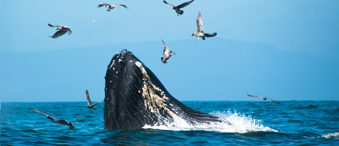 Een walvis komt boven water tussen zeevogels bij Kenai Fjords in Alaska